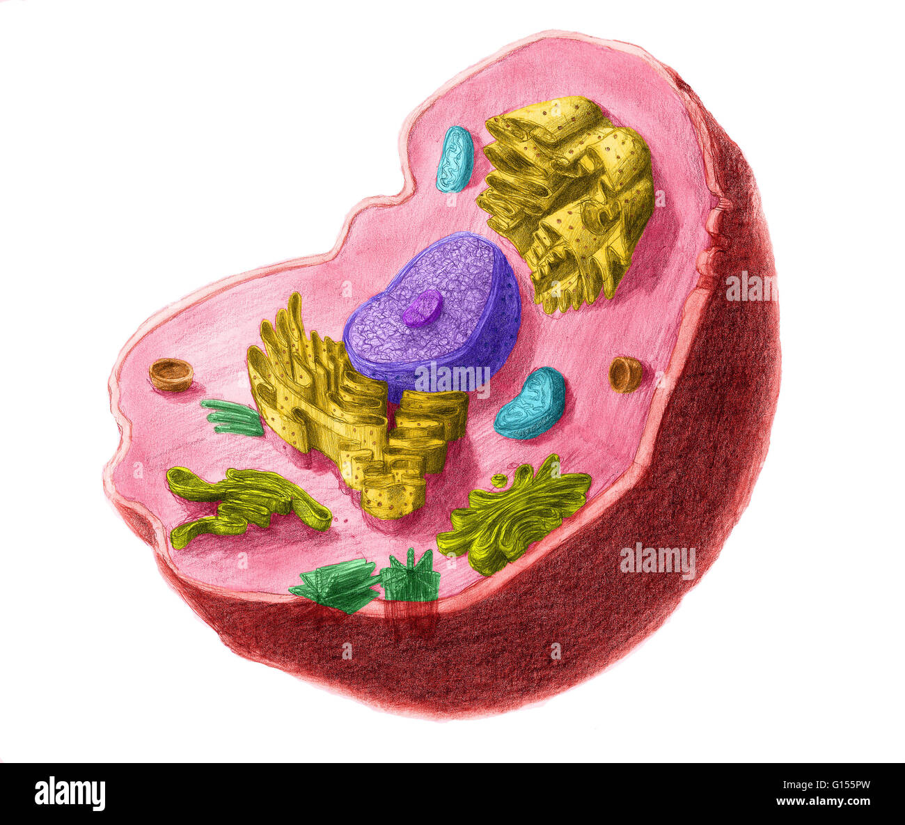 color of animal cell nucleus