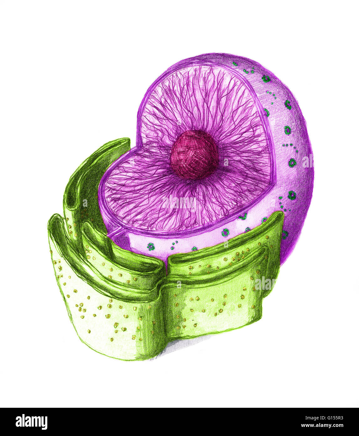 Color Enhanced Illustration Of The Nucleus Of An Animal Cell The Nucleus Is A Membrane enclosed 