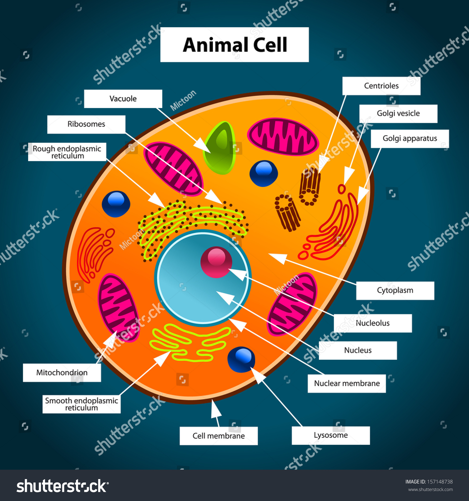 color in animal cell
