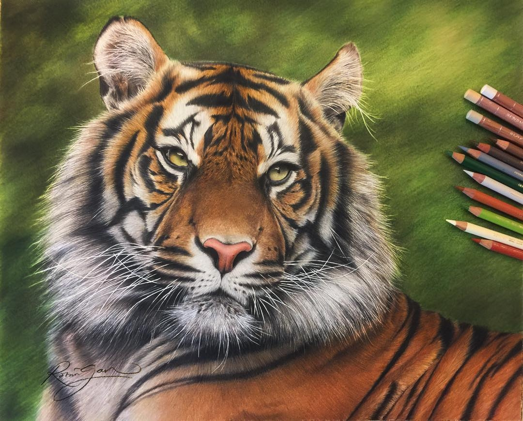 Colored Pencil Animal At Austin George Blog