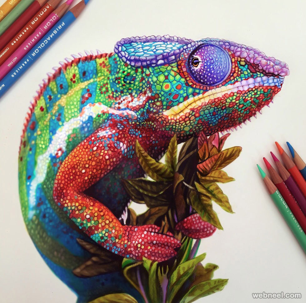 Colored Pencil Animal Portraits ART IS LIFE
