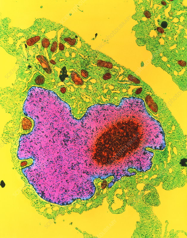 Coloured TEM Of A Section Through An Animal Cell Stock Image G450 