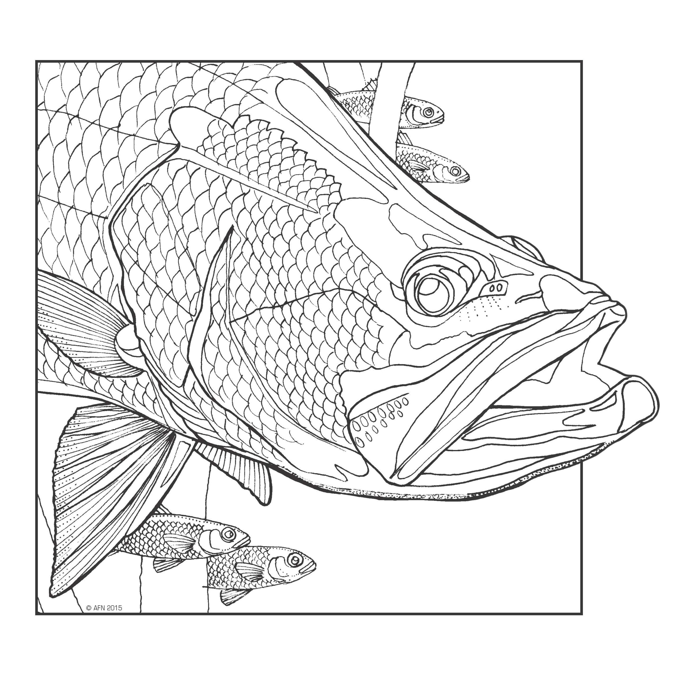 COMPLEXIONS OF THE AQUATIC ADULT COLOURING BOOK 2 Australian 