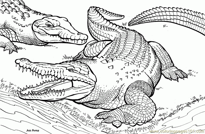 Crocodile Coloring Page Free Printable Coloring Pages