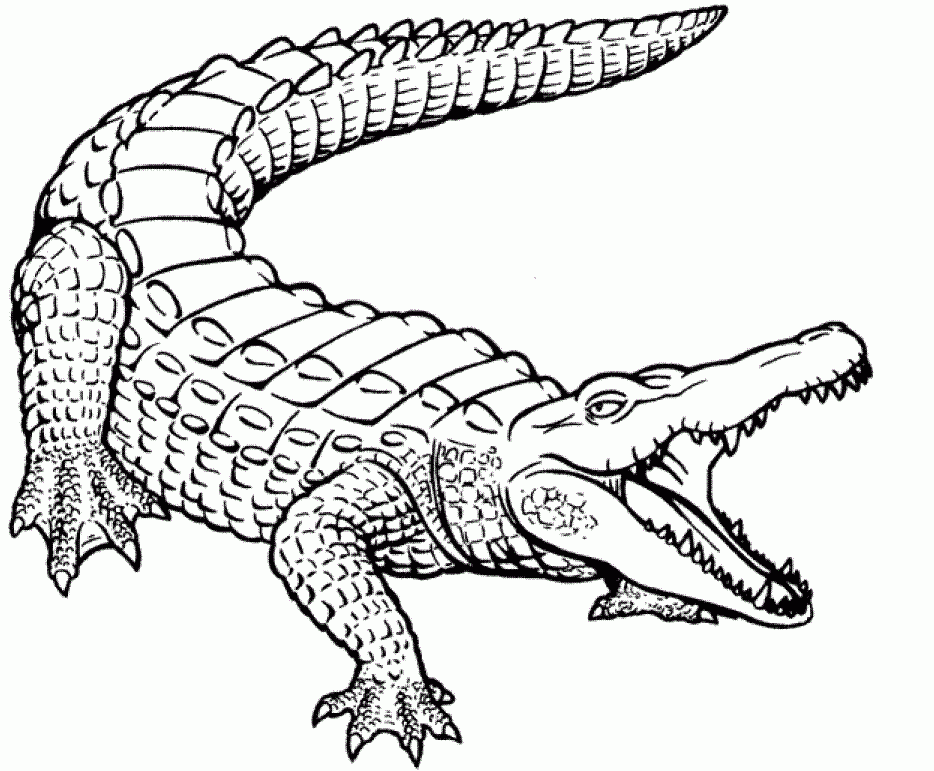 Crocodile Pictures To Print Coloring Home
