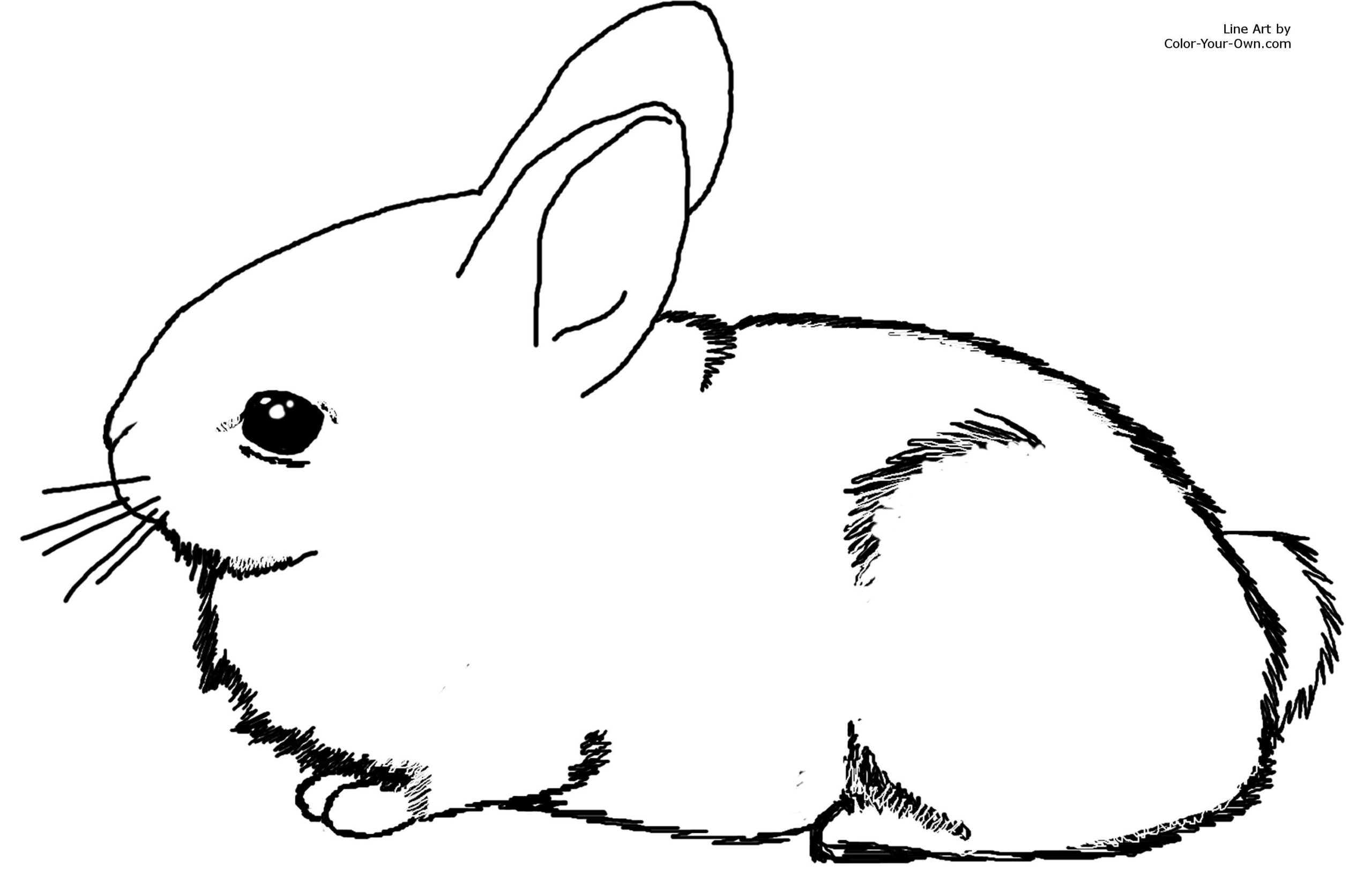 printable coloring pages bunny