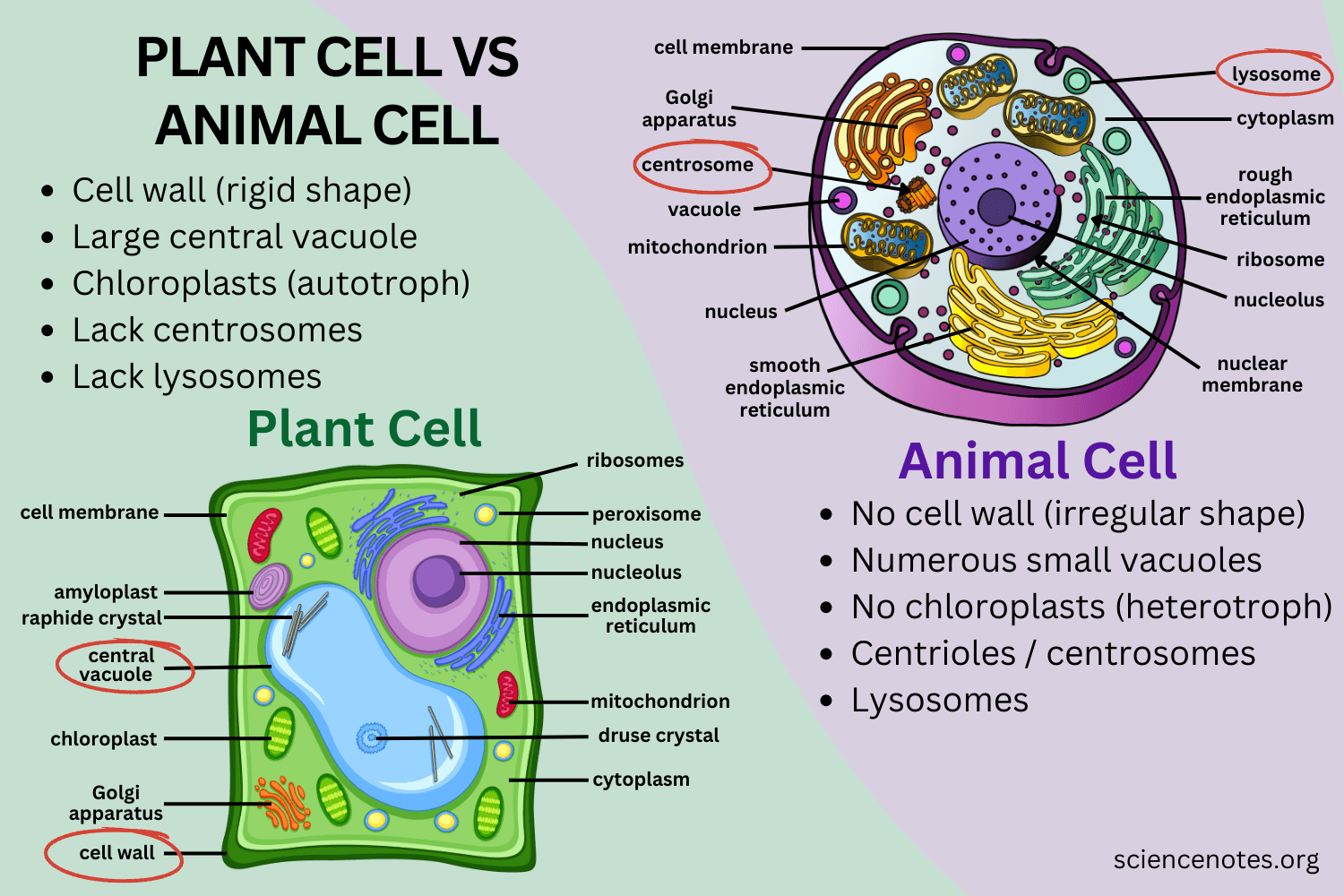 Difference Between Plant And Animal Cells Plant And Animal Cells 