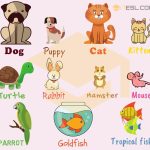 Discover The Perfect Pet Unveiling What Animals Can You Keep At Home
