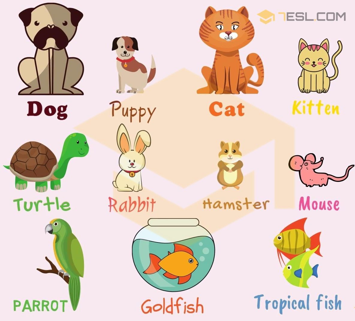 Discover The Perfect Pet Unveiling What Animals Can You Keep At Home 
