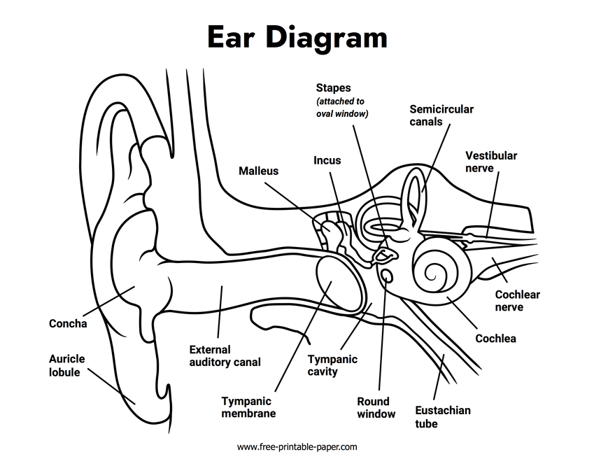 Ear Diagram Free printable paper