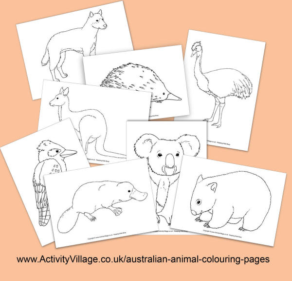 Eight New quot Realistic quot Australian Animal Colouring Pages