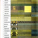 Evolution Of Animal Color Genetics Chart
