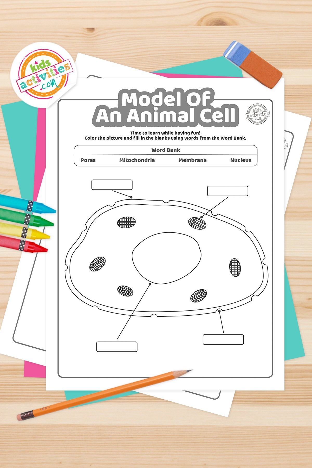 Free Animal Cell Coloring Worksheet Download Free Animal Cell Coloring 
