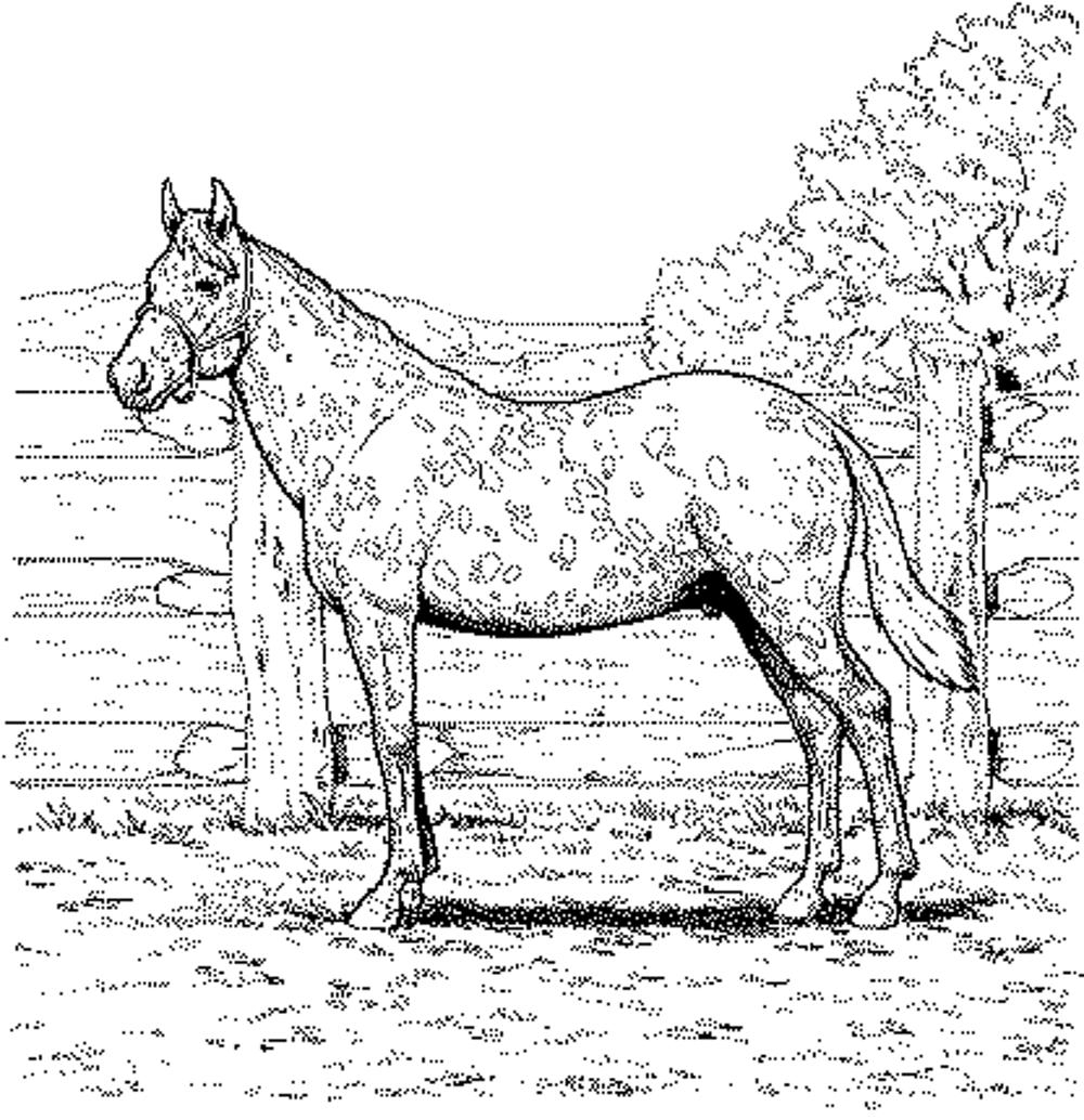 printable coloring horse pictures
