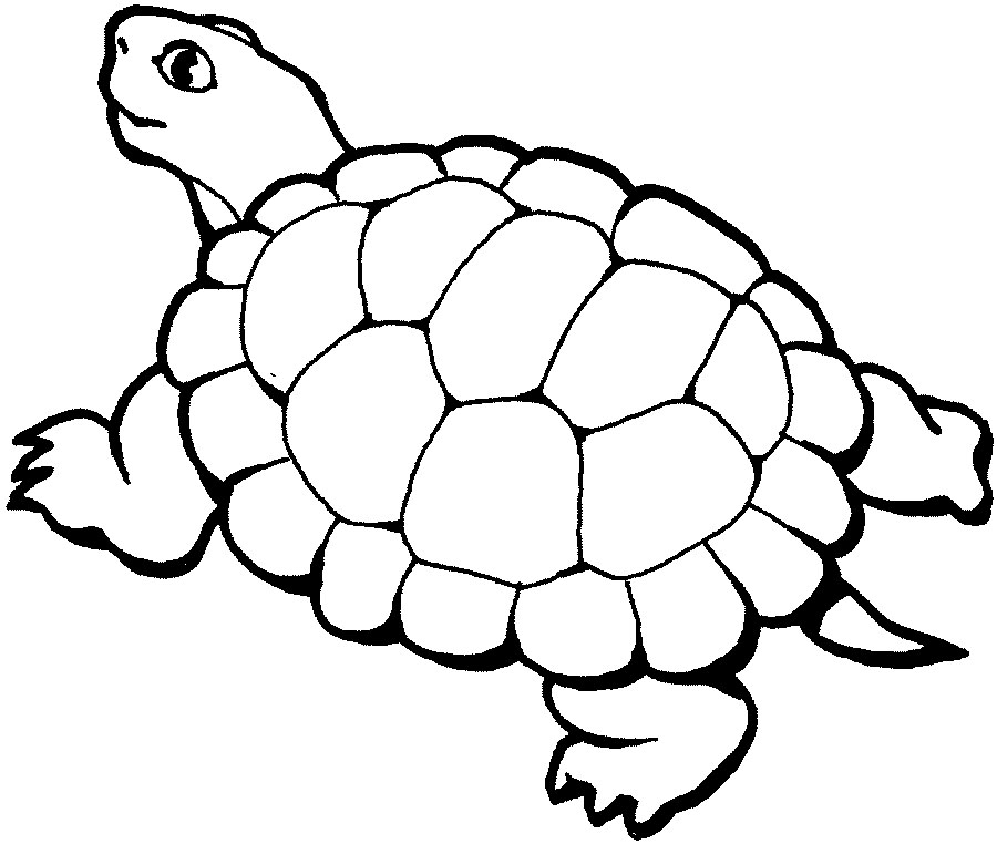 Free Printable ANimal quot Turtle quot Coloring Pages