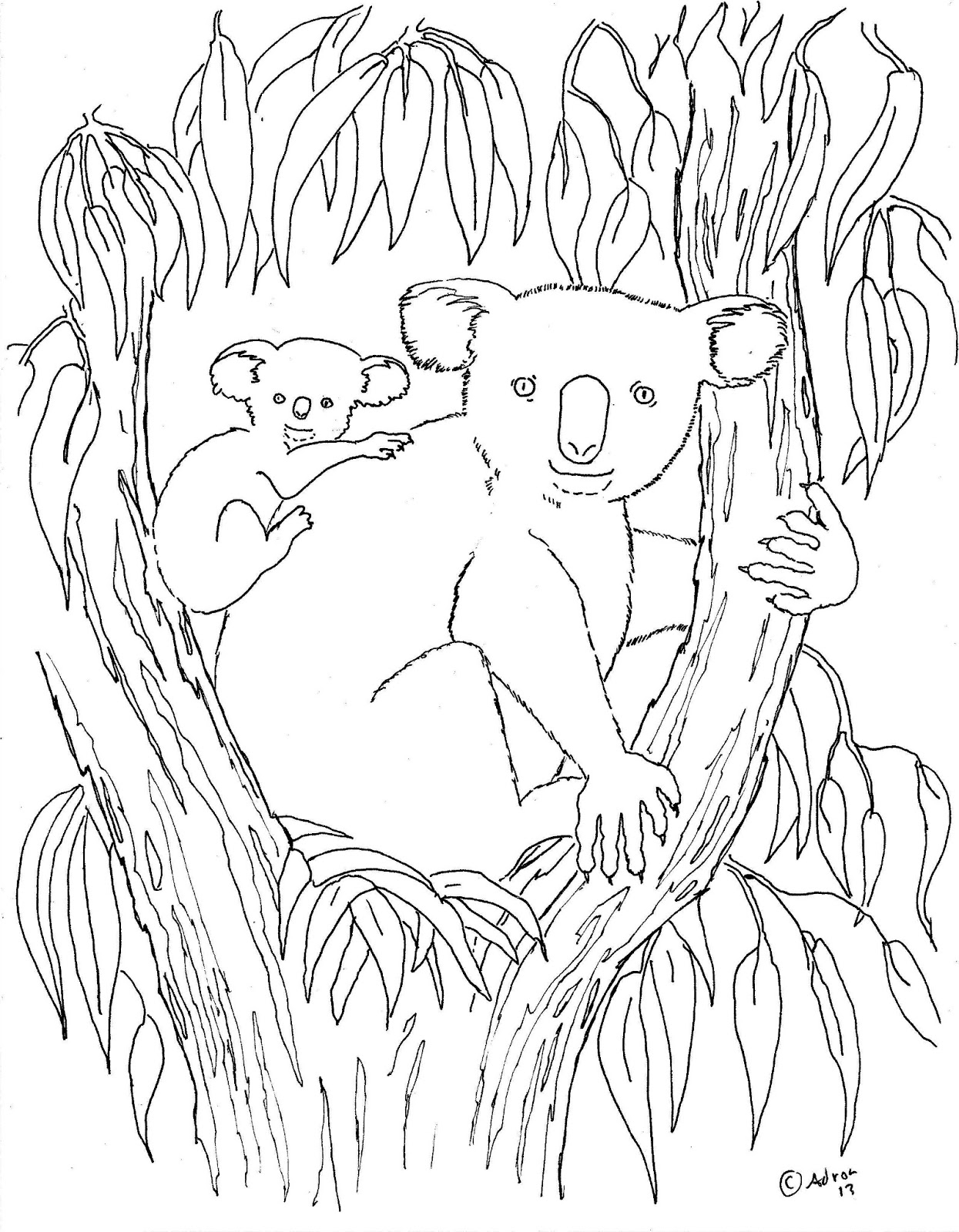 Free Printable Koala Coloring Pages For Kids Animal Place