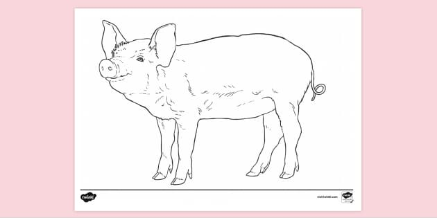 FREE Printable Realistic Animal Colouring Page Colouring Sheets