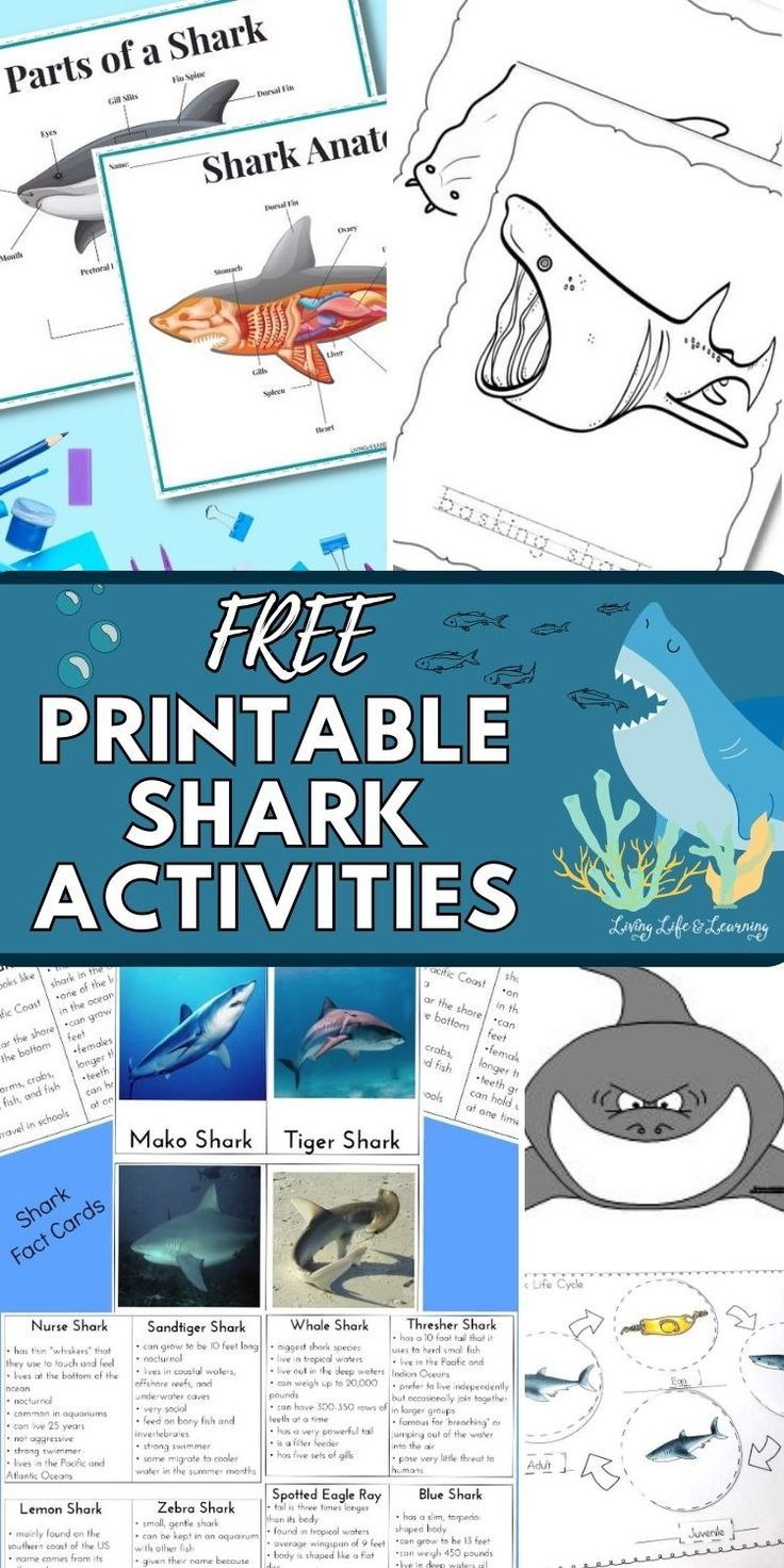 printable shark activities