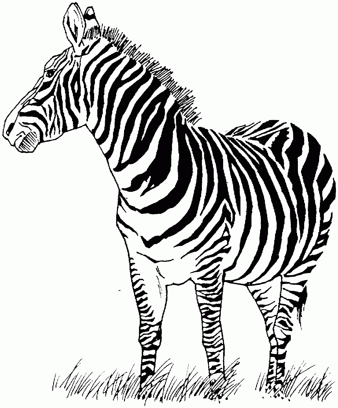 printable coloring pages zebra