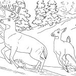 Free Realistic Animal Coloring Pages Realistic Animal Coloring Pages