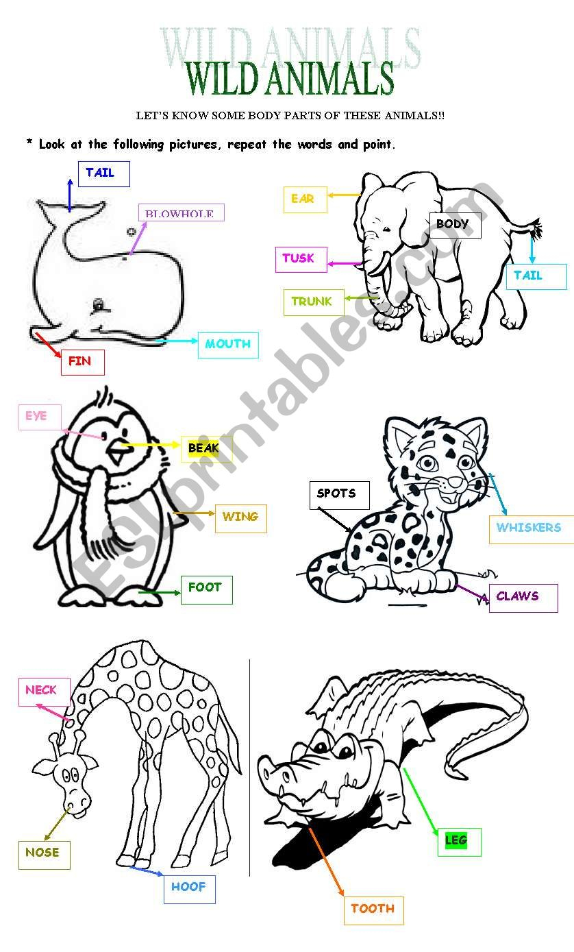Get Body Parts Of Animal Worksheet PNG Methodsofbusinesssuccess
