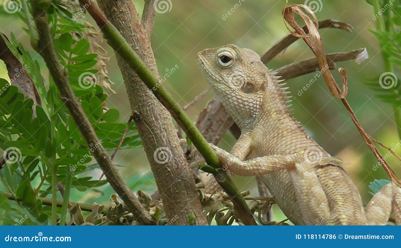 Girgit Nature Insect Trees Charmleon Stock Photo Image Of Girgit 