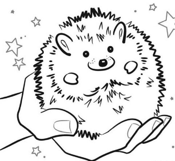 printable coloring pages hedgehog printable coloring pages hedgehog