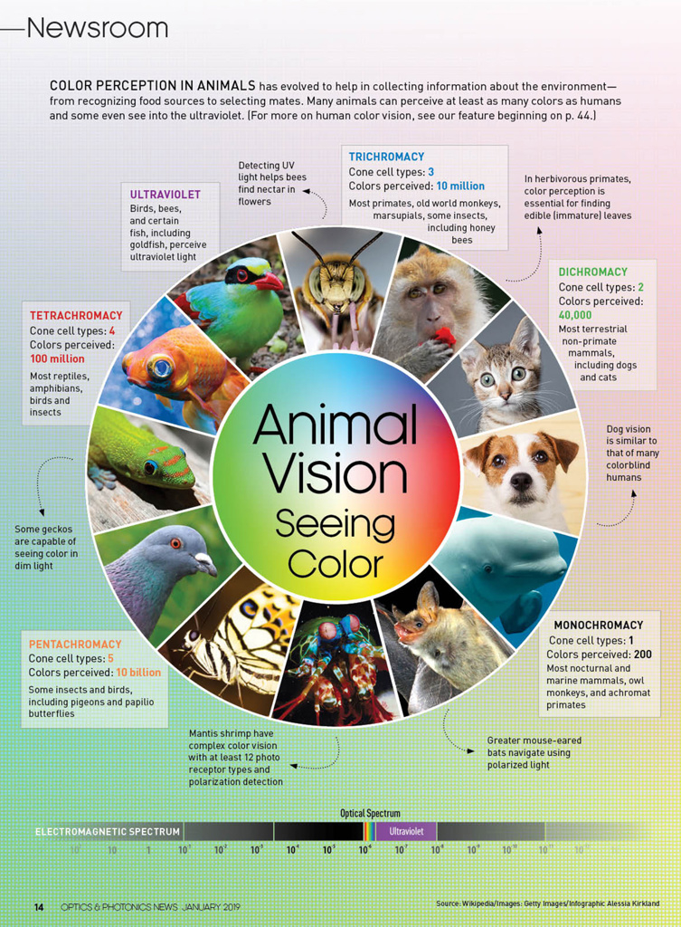 How Do Humans Know Dogs Are Color Blind