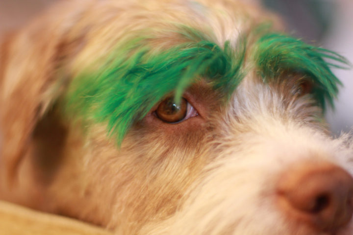 Is Dog Hair Dye Safe