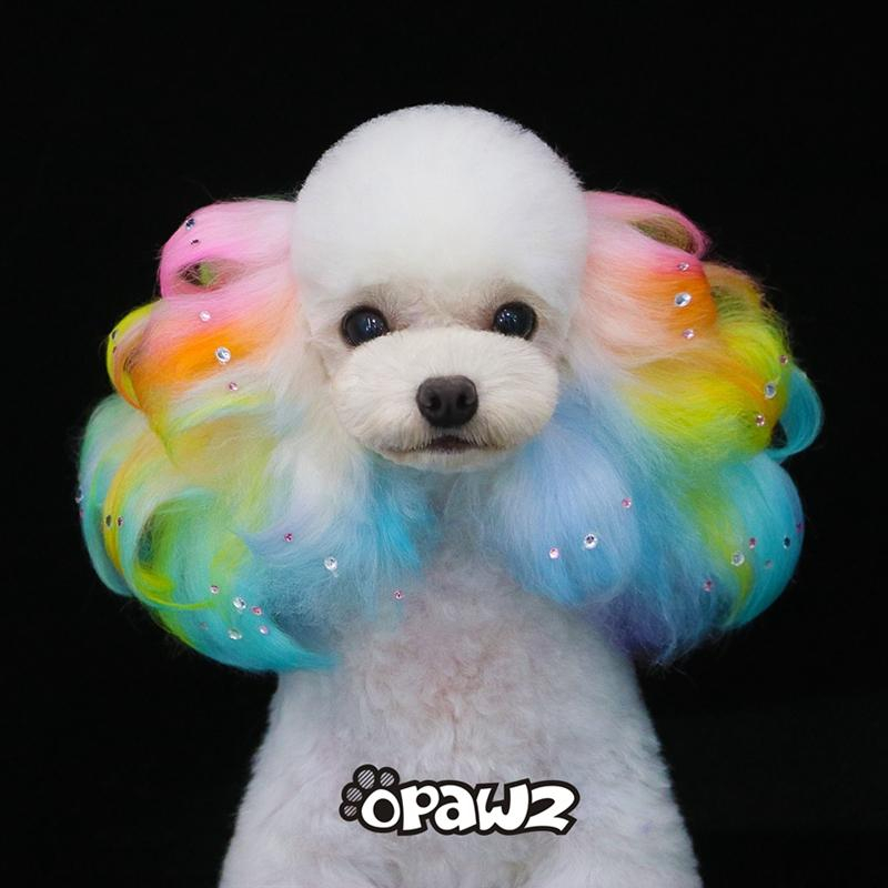 Is It Safe To Dye Dogs Hair