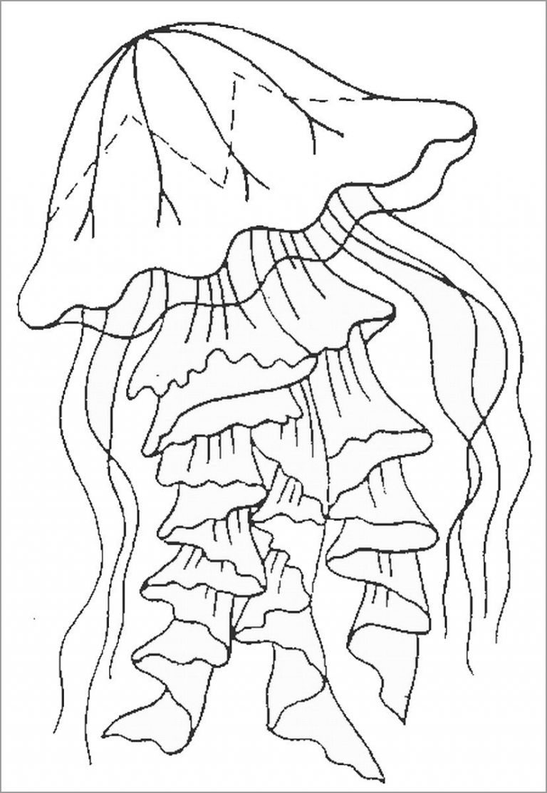 Jellyfish Coloring Page Printable ColoringBay