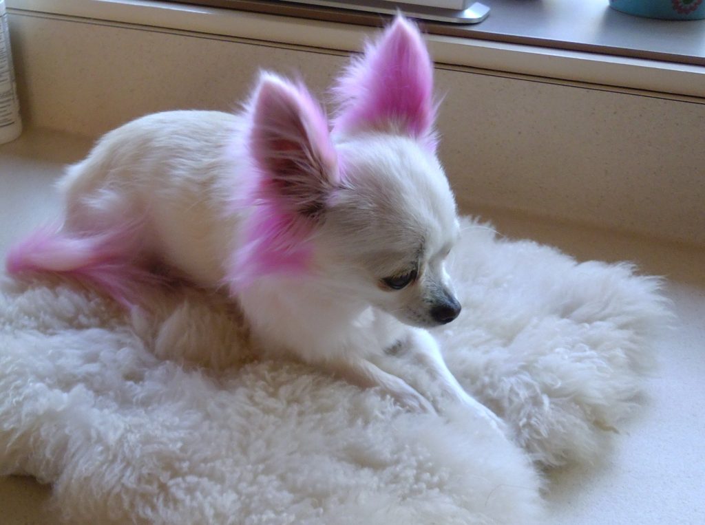 Katie With Highlights animal Safe Dye Cute Puppies And Kittens Cute