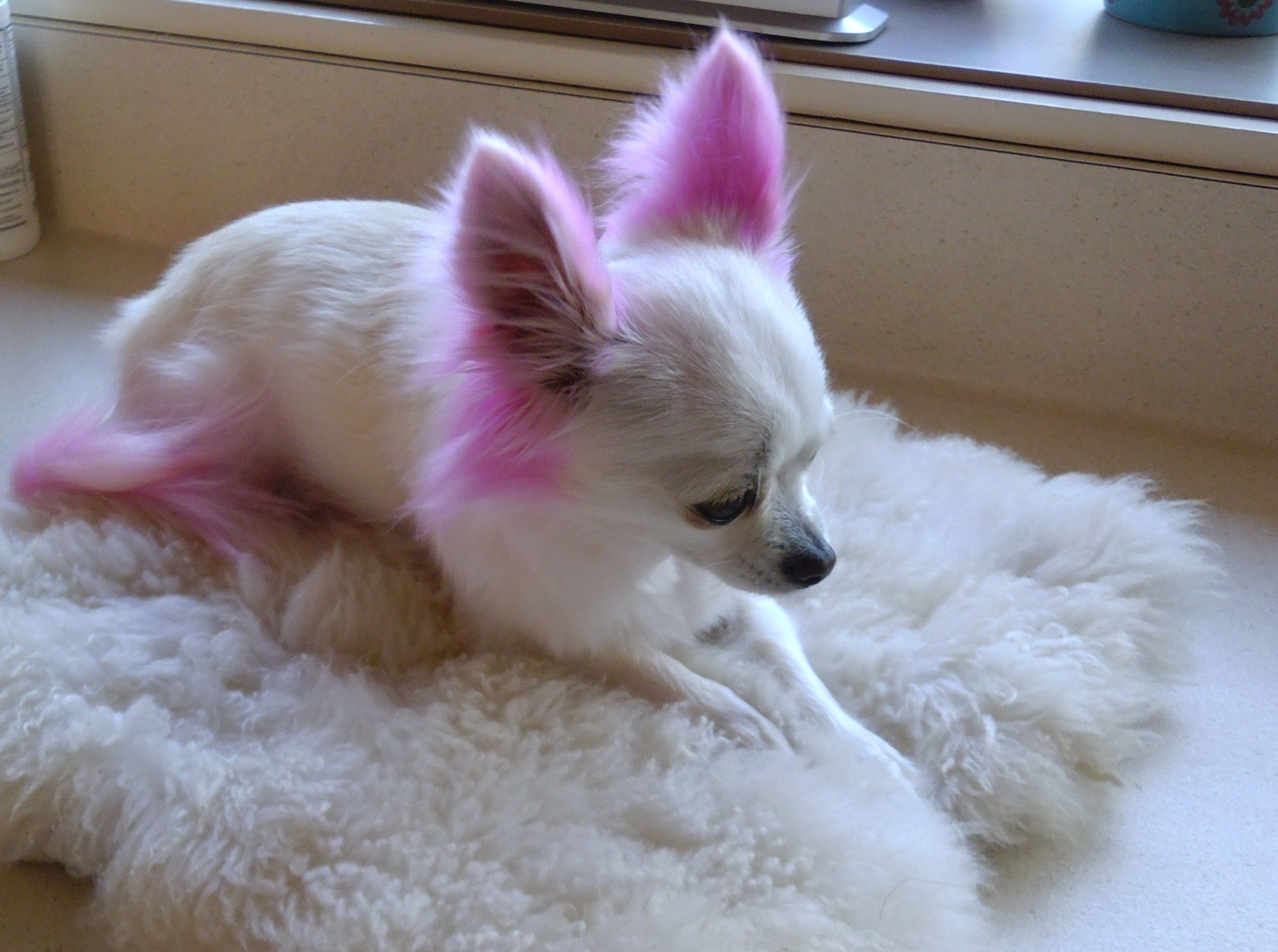 Katie With Highlights animal Safe Dye Cute Puppies And Kittens Cute 