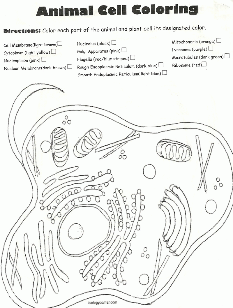 Plant And Animal Cell Coloring Page Coloring Home