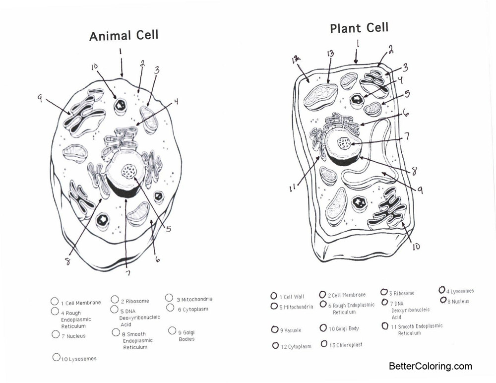 Plant And Animal Cell Coloring Pages Free Printable Coloring Pages