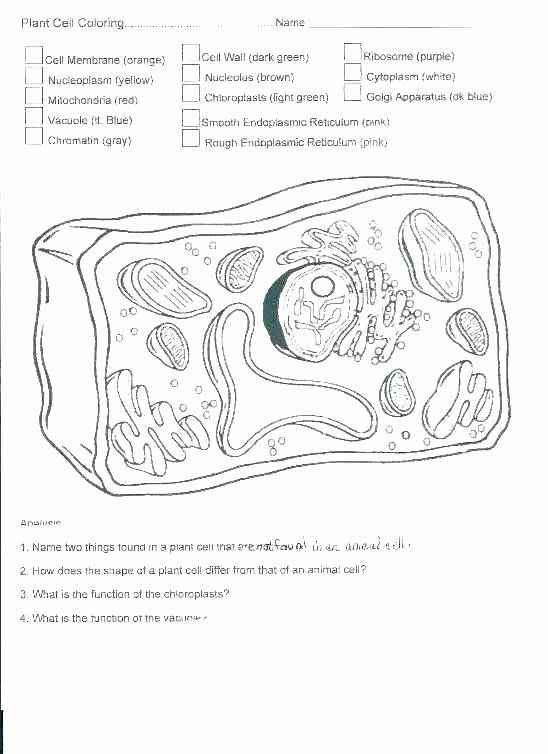 coloring the cell animal and plant worksheet coloring the cell animal and plant worksheet