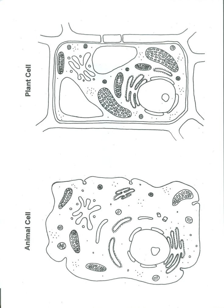 Plant Cell Coloring Worksheet Plant And Animal Cell Color Worksheet 