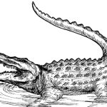 Printable Alligator Coloring Pages Pictures Animal Place