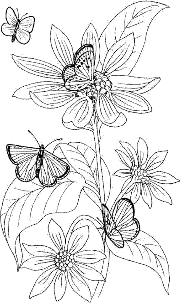 Printable Coloring Pages For Adults Fairies Coloring Home