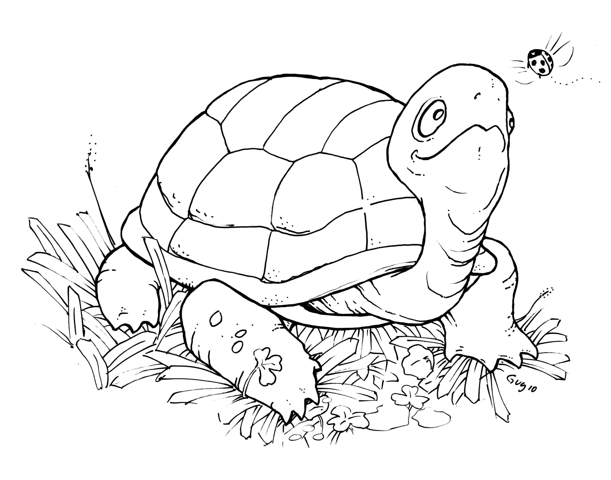 Printable Coloring Pages Turtle