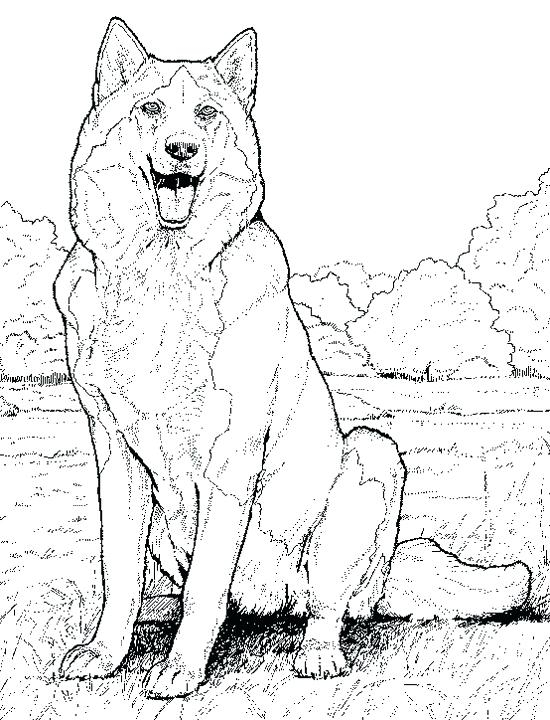 animal colouring realistic animal colouring realistic