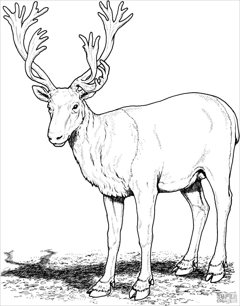 Printable Reindeer Coloring Page For Kids ColoringBay