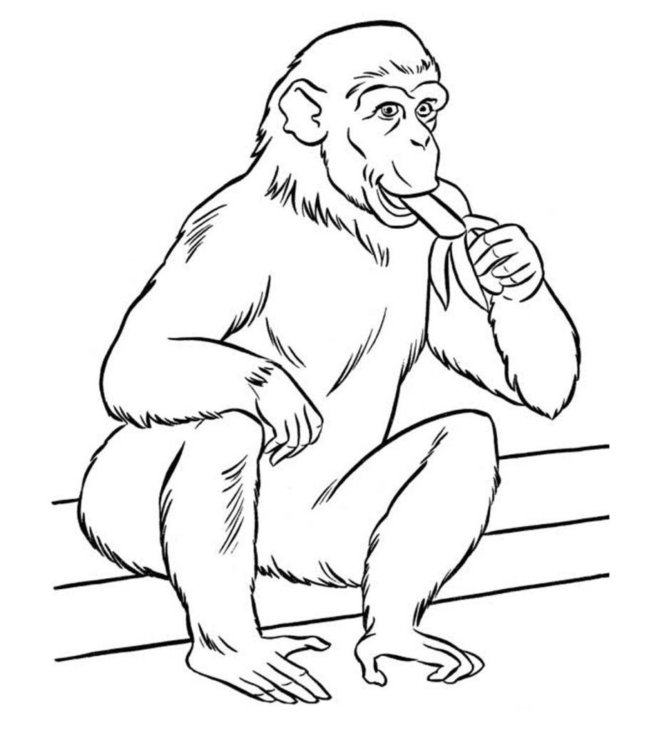 Printable Zoo Animals Coloring Pages