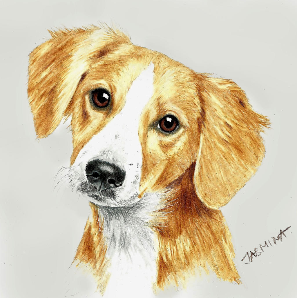 Puppy Portrait Colored Pencil Drawing By JasminaSusak On DeviantArt