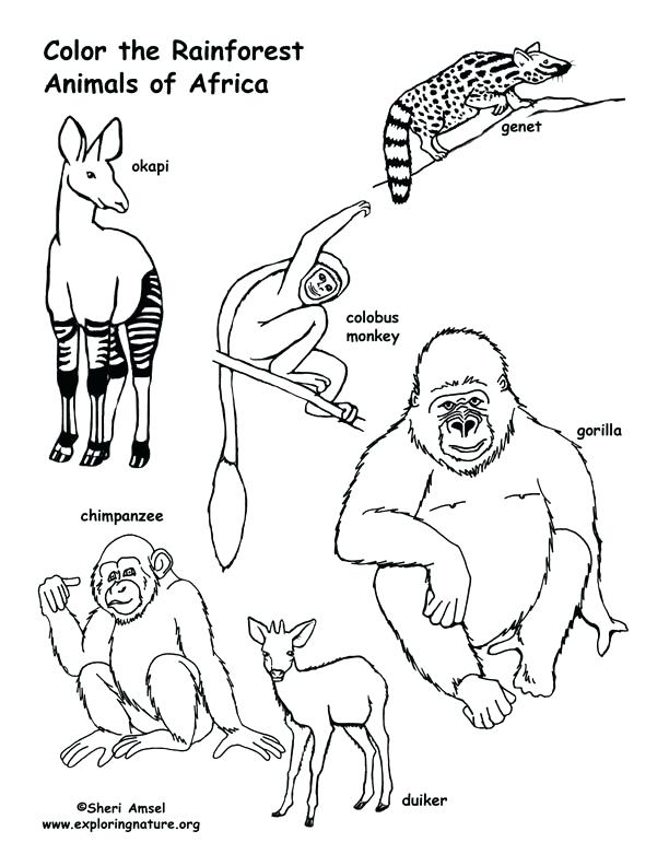 Rainforest Animals Coloring Pages At GetColorings Free Printable 