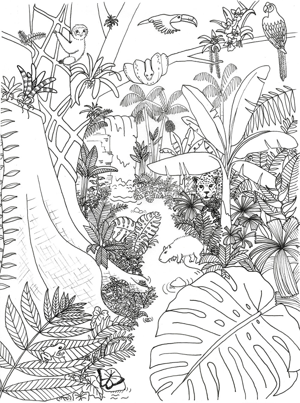 Rainforest Animals Coloring