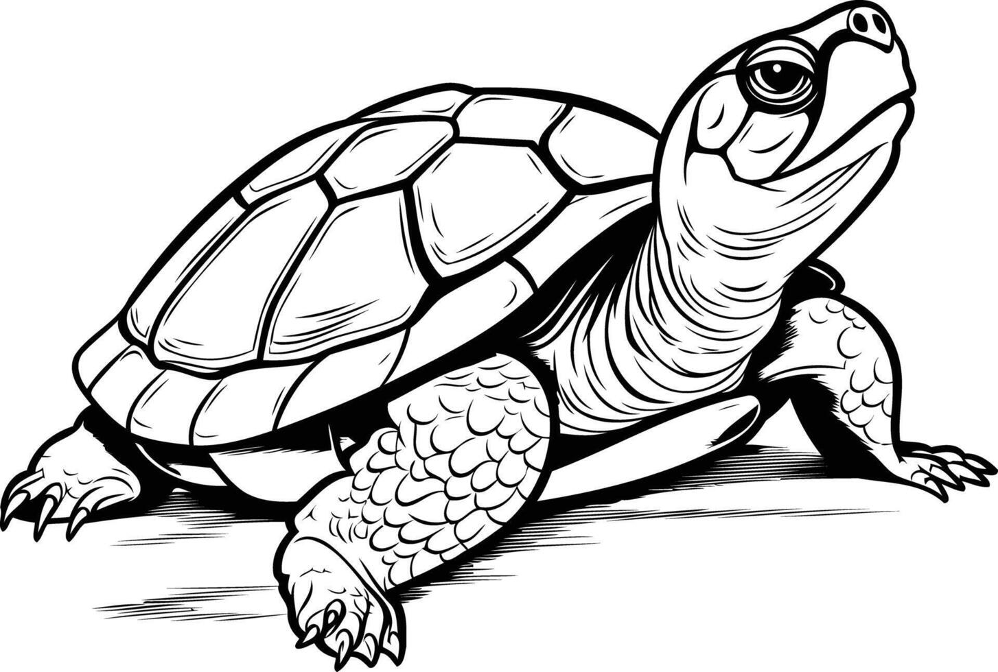 Sea Turtle Drawing Colouring Pages Free Printable Infoupdate