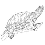Sea Turtle Printable Coloring Pages