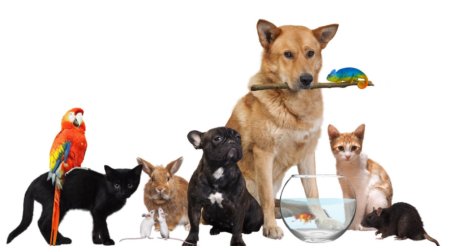 Small House Pet Animals At Elizabeth Pierce Blog