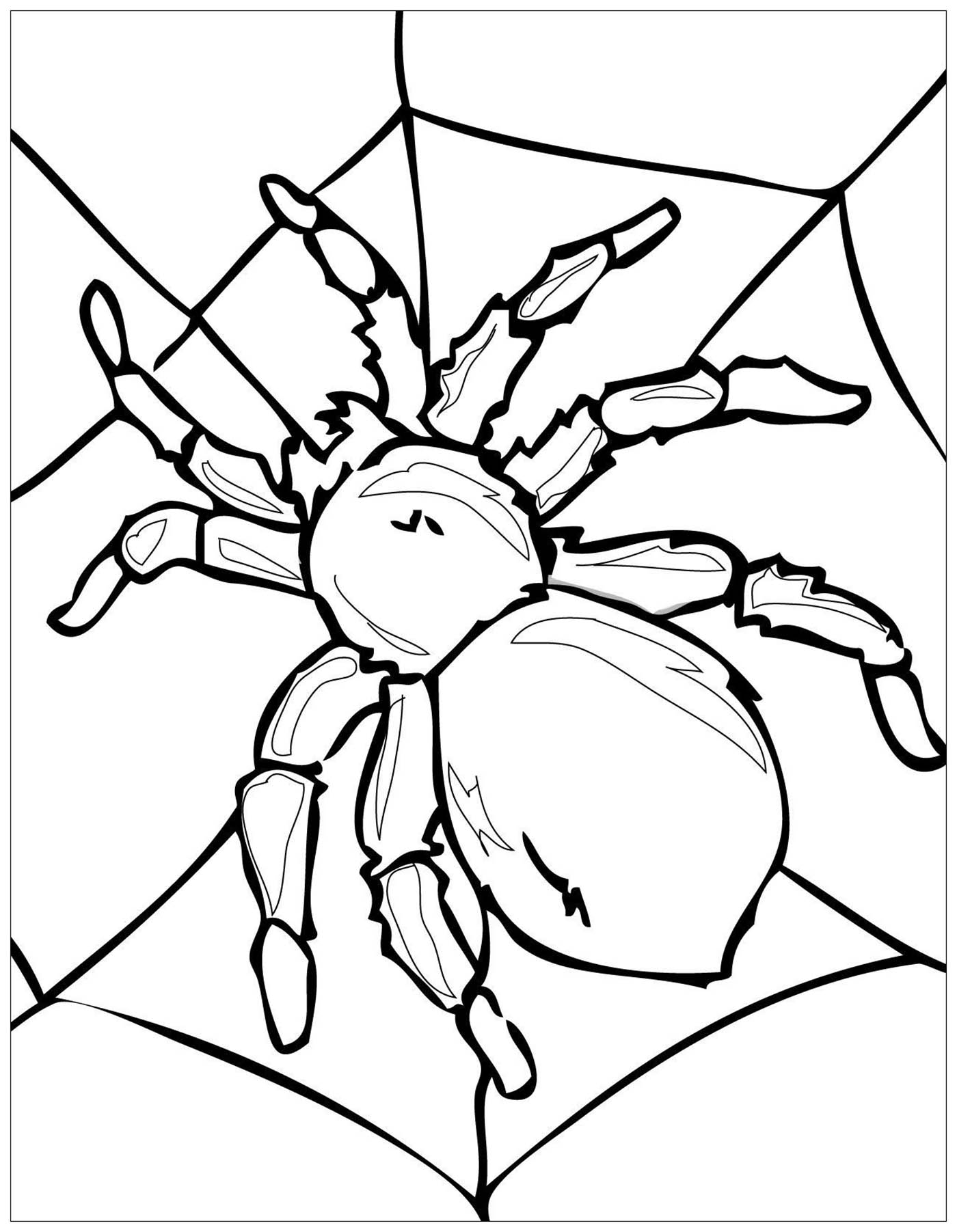 Spider Insects Coloring Pages